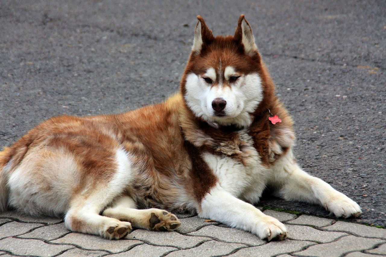 Chó Husky cạo lông