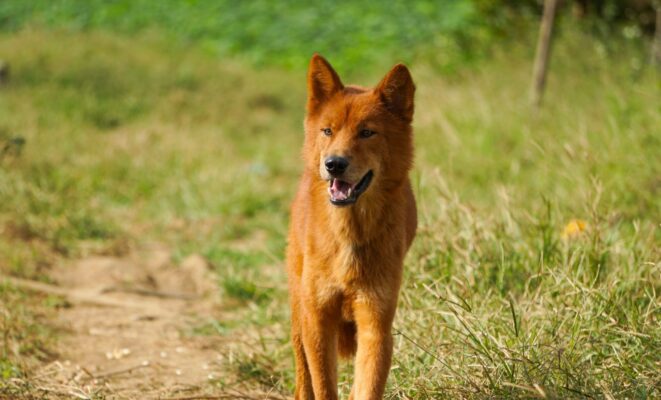 Top 10 Giống Chó Tai Vểnh Phổ Biến Có Thể Bạn Chưa Biết