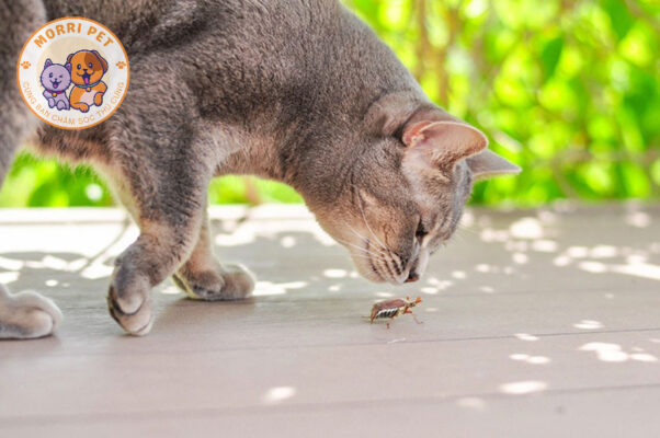 tại sao mèo ăn bọ