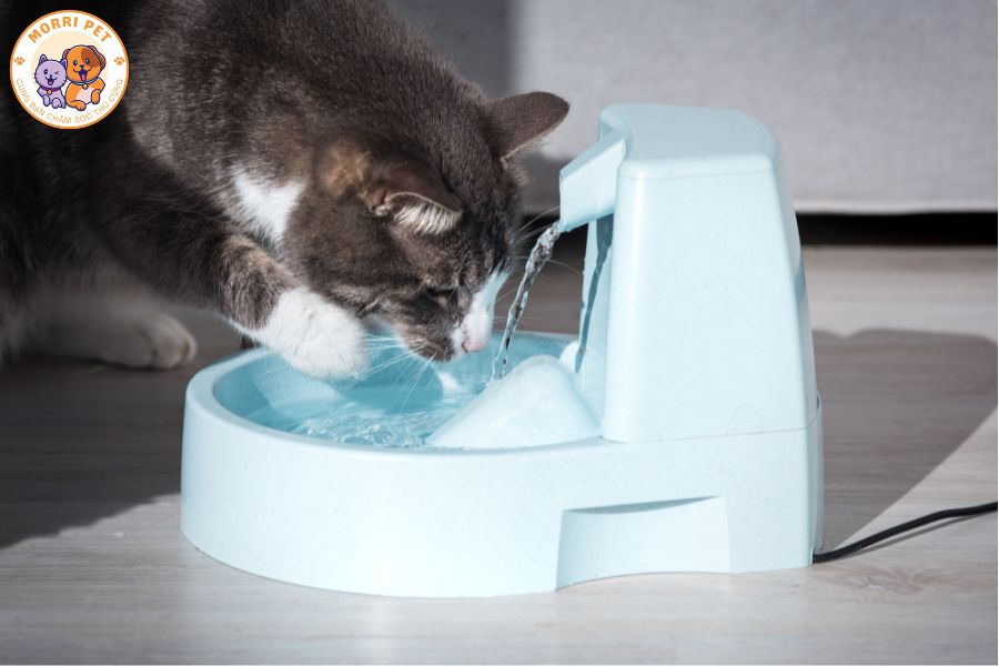 mèo lười uống nước